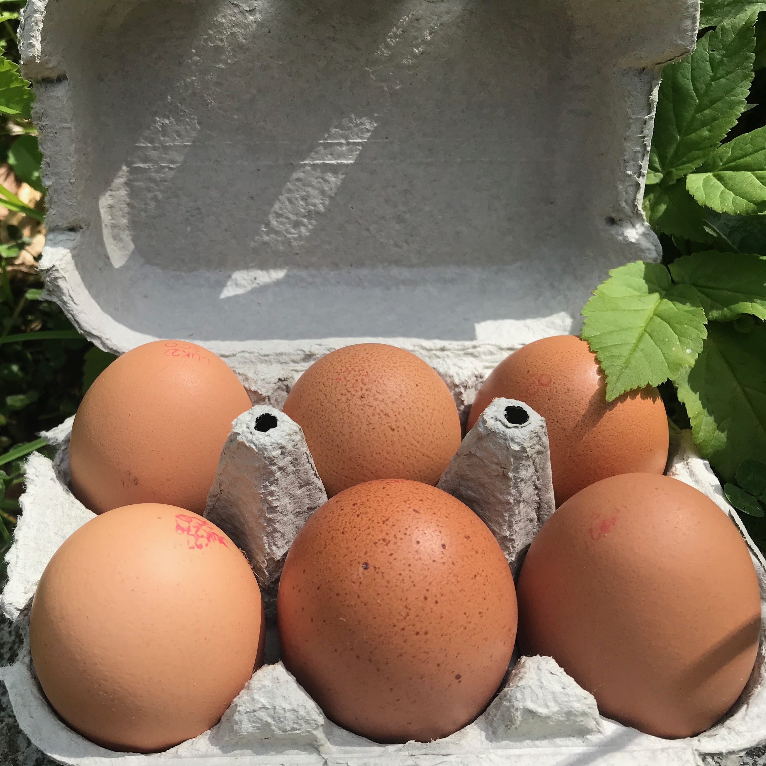 Eggs - Box of 6 organic Eggs