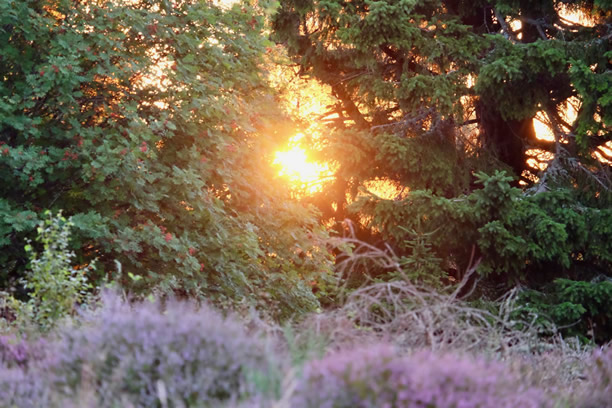 Sunrise