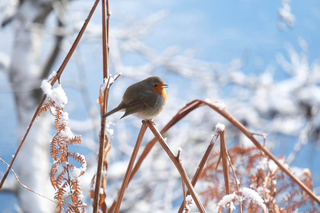 Winter Robin